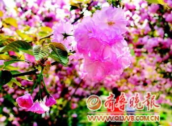 ���̘��@��(n��i)�ęѻ����涷�G��ӛ���u�����z